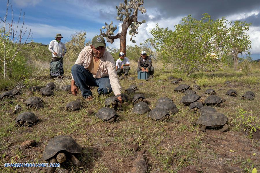ECUADOR-GALAPAGOS-TORTUGAS-LIBERACION