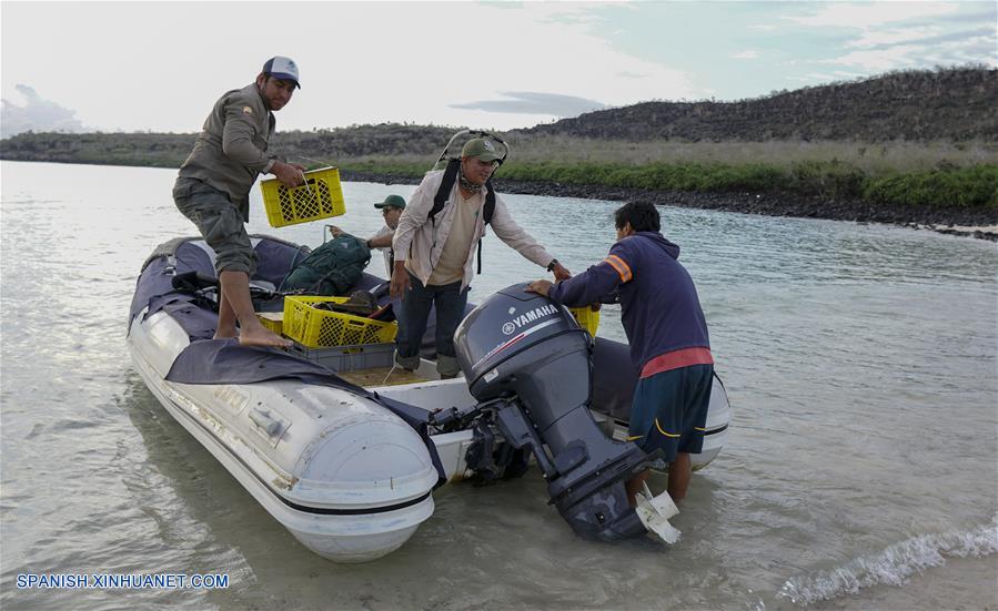 ECUADOR-GALAPAGOS-TORTUGAS-LIBERACION