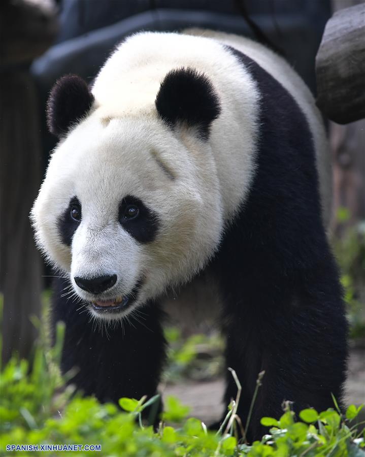 Leche Optimismo elemento Pandas gigantes regresan a China tras permanecer años en EEUU |  Spanish.xinhuanet.com