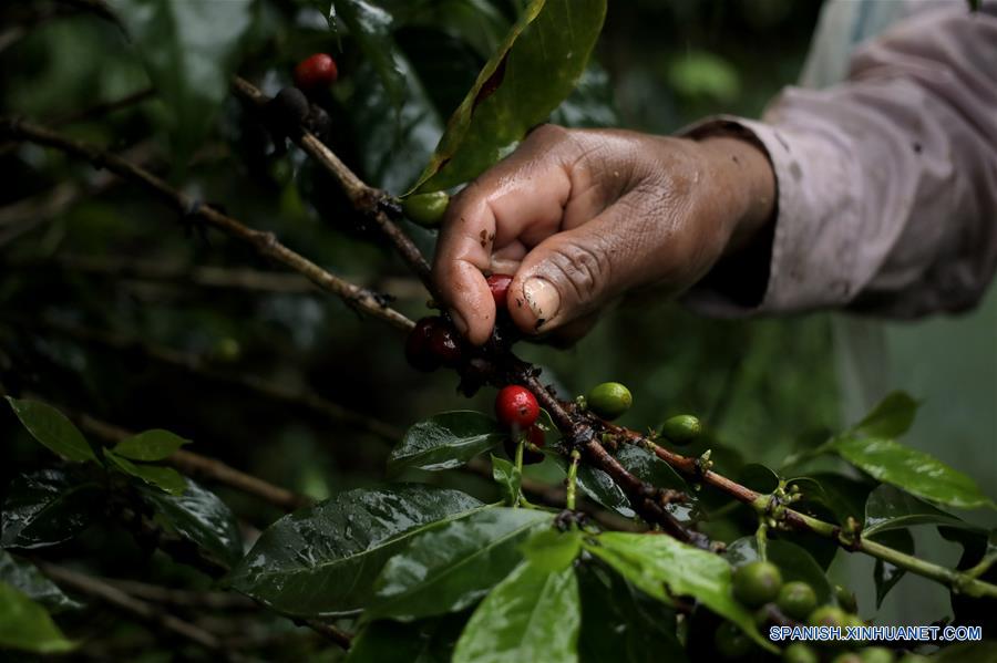 PANAMA-BOQUETE-CHINA-CAFE-SERIE