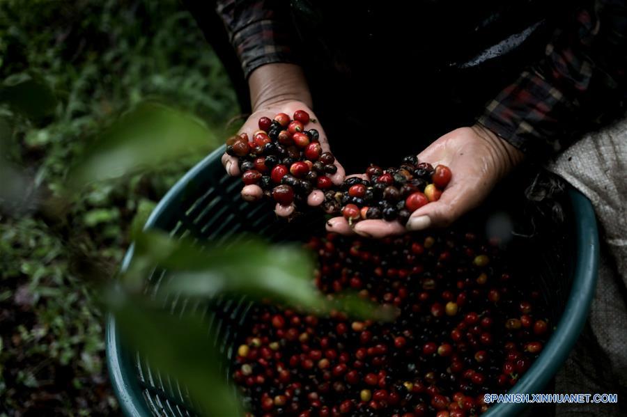 PANAMA-BOQUETE-CHINA-CAFE-SERIE