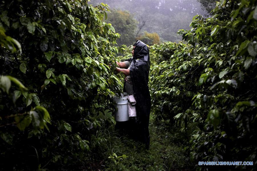 PANAMA-BOQUETE-CHINA-CAFE-SERIE