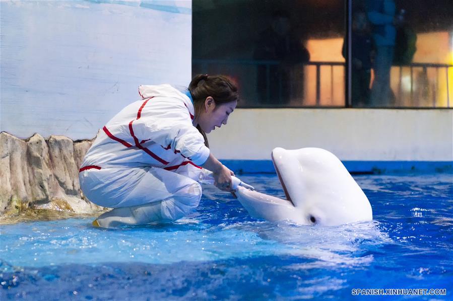 CHINA-HEILONGJIANG-HARBIN POLARLAND-BELUGA-ENTRENADORA-SERIE