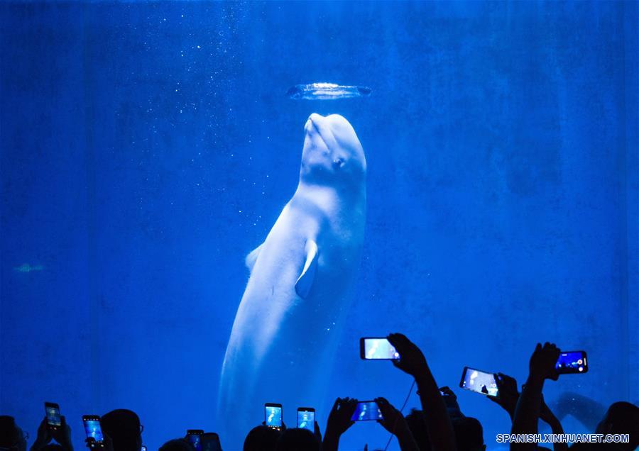 CHINA-HEILONGJIANG-HARBIN POLARLAND-BELUGA-ENTRENADORA-SERIE