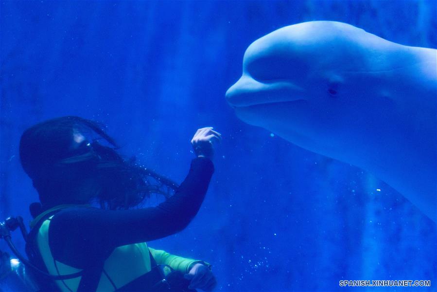 CHINA-HEILONGJIANG-HARBIN POLARLAND-BELUGA-ENTRENADORA-SERIE
