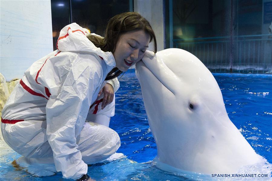 CHINA-HEILONGJIANG-HARBIN POLARLAND-BELUGA-ENTRENADORA-SERIE