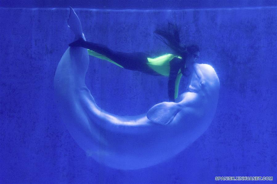 CHINA-HEILONGJIANG-HARBIN POLARLAND-BELUGA-ENTRENADORA-SERIE