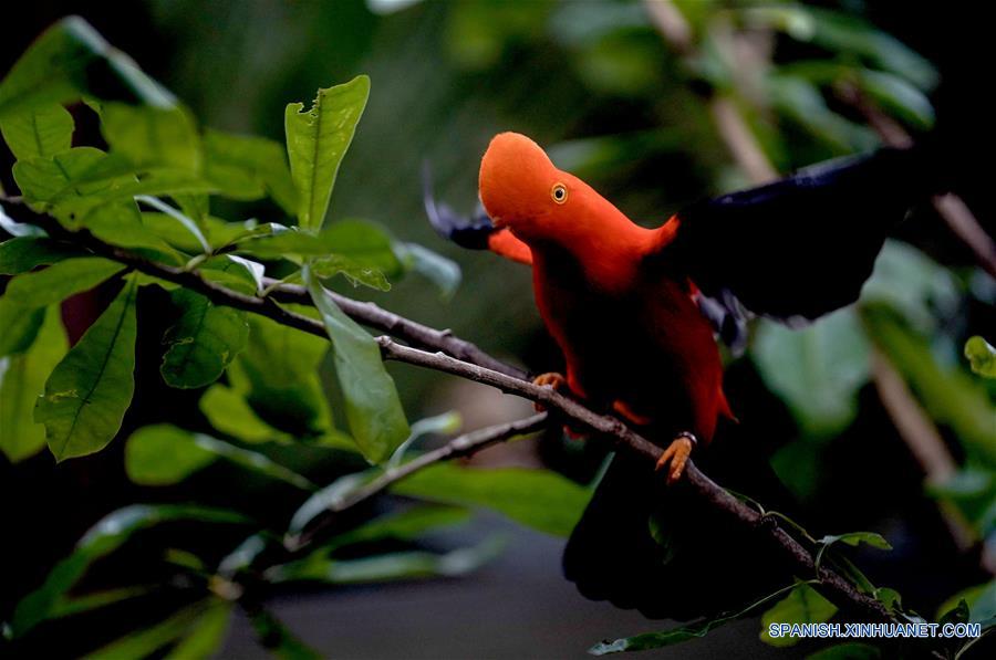 COLOMBIA-CALI-ZOOLOGICO-SERIE