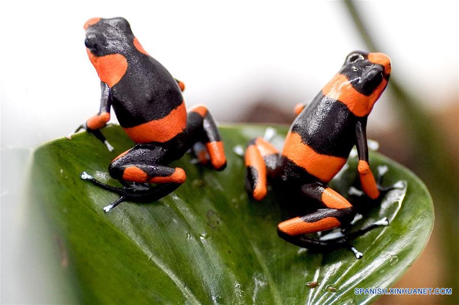 COLOMBIA-CALI-ZOOLOGICO-SERIE