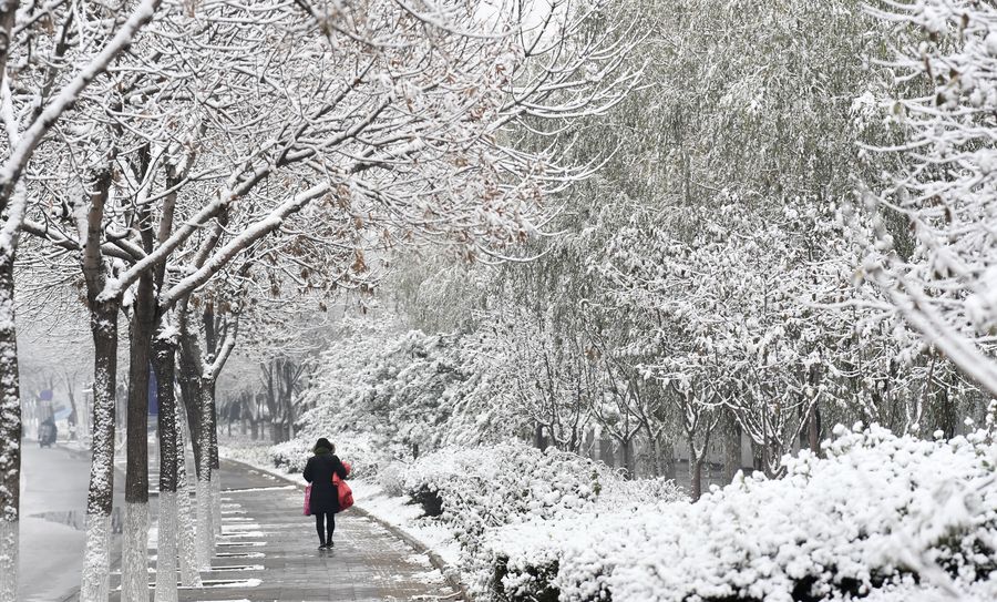 Tormenta De Nieve De Invierno Árboles Cubiertos De Nieve. Mujer