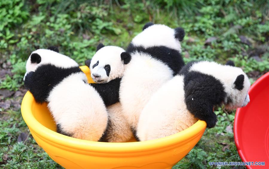 CHINA-CHONGQING-CACHORROS DE PANDA GIGANTE-CELEBRACION