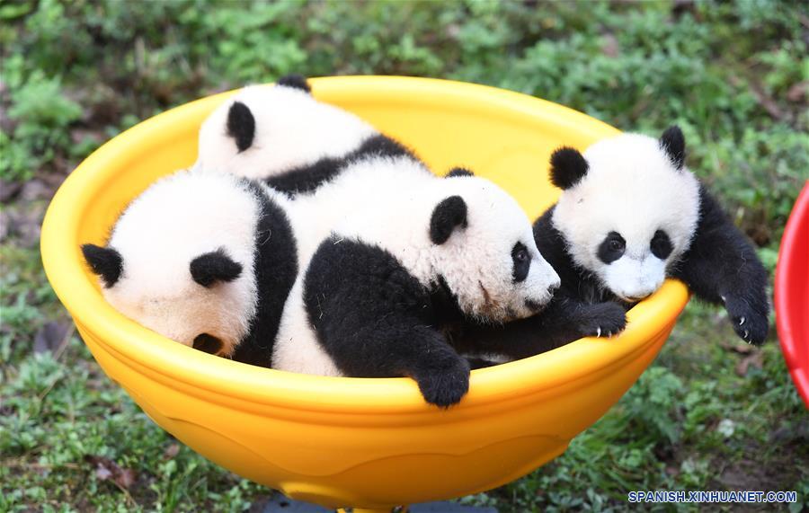 CHINA-CHONGQING-CACHORROS DE PANDA GIGANTE-CELEBRACION