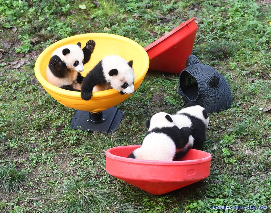 CHINA-CHONGQING-CACHORROS DE PANDA GIGANTE-CELEBRACION