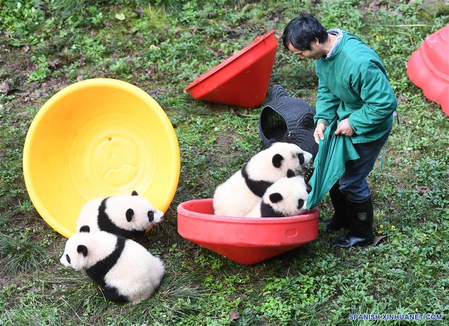 CHINA-CHONGQING-CACHORROS DE PANDA GIGANTE-CELEBRACION