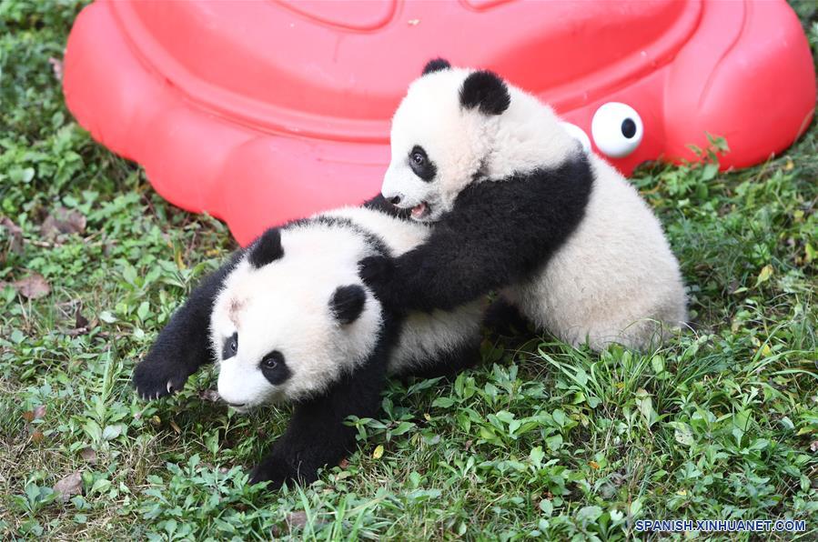 CHINA-CHONGQING-CACHORROS DE PANDA GIGANTE-CELEBRACION