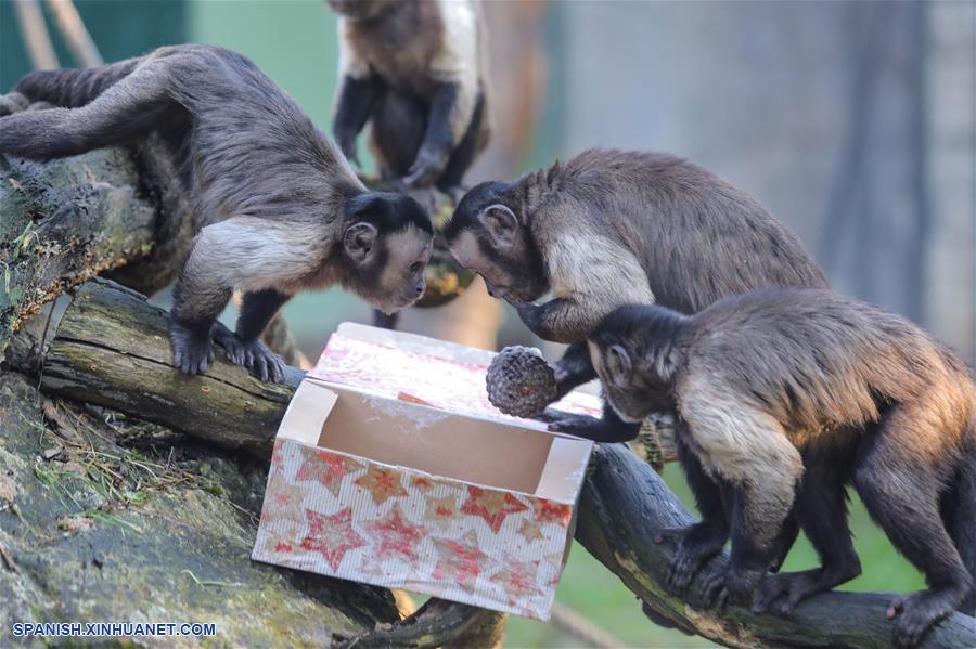 CROACIA-ZAGREB-ZOOLOGICO-REGALOS DE NAVIDAD
