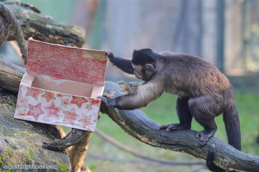 CROACIA-ZAGREB-ZOOLOGICO-REGALOS DE NAVIDAD