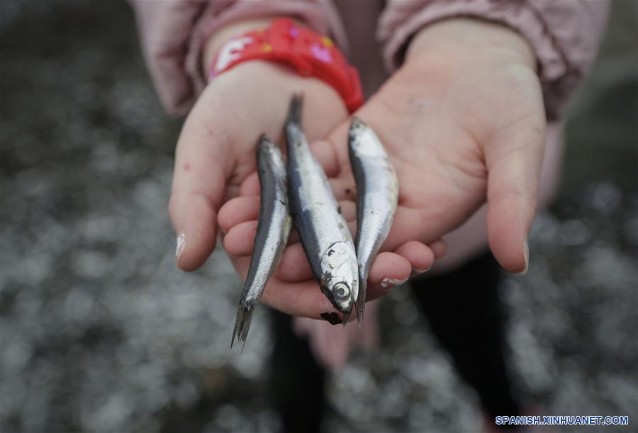 CANADA-ROCA BLANCA-PLAYA-PECES