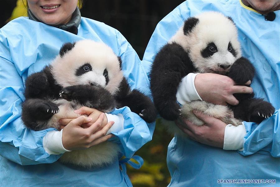 BELGICA-BRUGELETTE- PREMIOS MUNDIALES PANDA GIGANTE