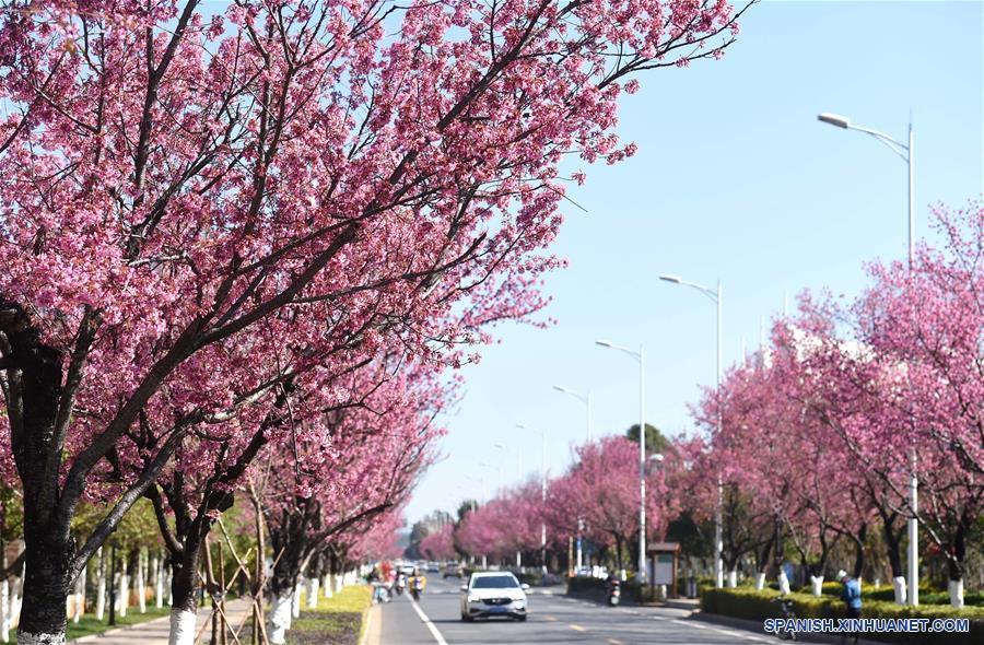 CHINA-YUNNAN-KUNMING-FLORES DE CEREZO