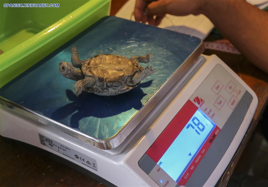 ECUADOR-ISLA ESPAÑOLA-TORTUGAS GIGANTES