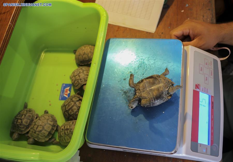 ECUADOR-ISLA ESPAÑOLA-TORTUGAS GIGANTES