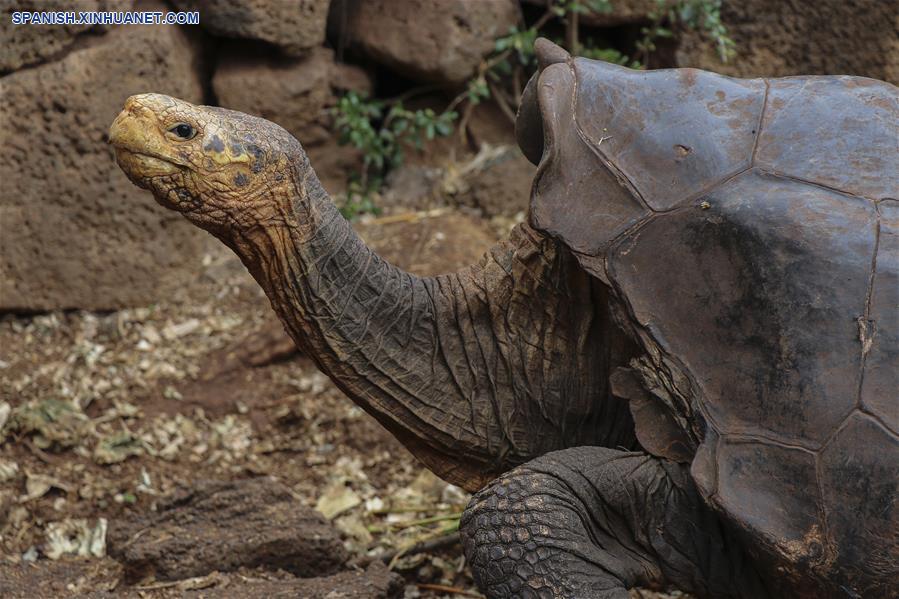 ECUADOR-ISLA ESPAÑOLA-TORTUGAS GIGANTES