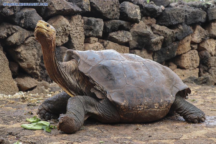 ECUADOR-ISLA ESPAÑOLA-TORTUGAS GIGANTES