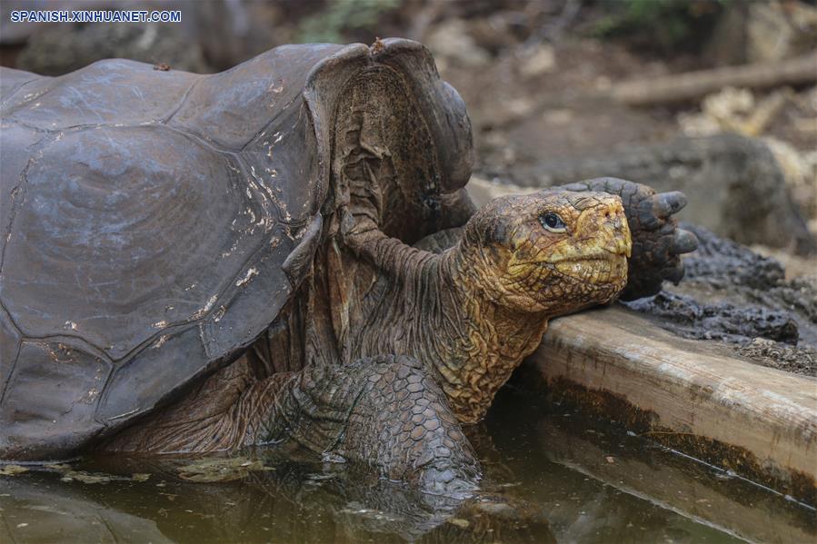 ECUADOR-ISLA ESPAÑOLA-TORTUGAS GIGANTES