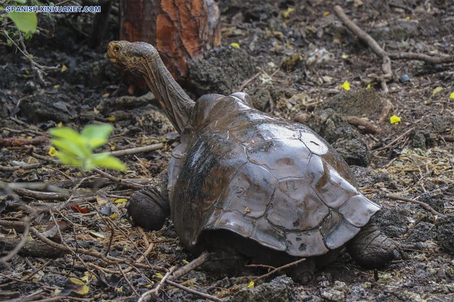 ECUADOR-ISLA ESPAÑOLA-TORTUGAS GIGANTES