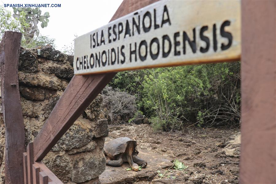 ECUADOR-ISLA ESPAÑOLA-TORTUGAS GIGANTES