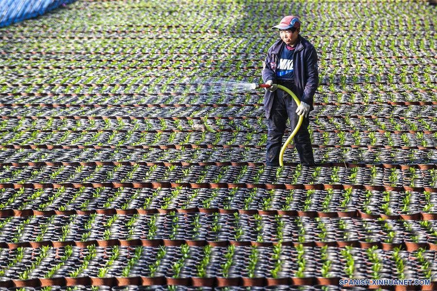 CHINA-HEBEI-FLORES-PLANTACION