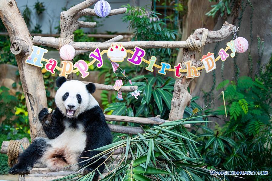 Celebran el segundo cumpleaos del panda gig