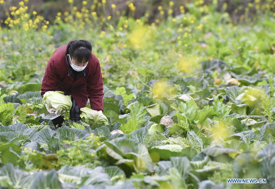 CHINA-CHONGQING-CORONAVIRUS-SUMINISTRO DE VEGETALES