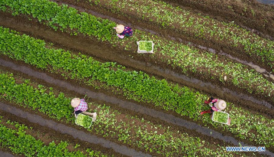 CHINA-HAINAN-VEGETALES-SUMINISTRO