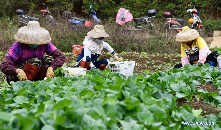 CHINA-HAINAN-VEGETALES-SUMINISTRO