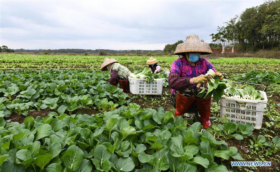 CHINA-HAINAN-VEGETALES-SUMINISTRO