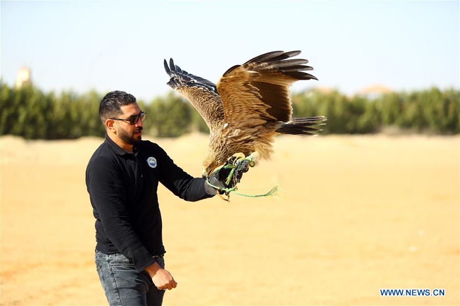 EGIPTO-GIZA-ESPECTACULO DE HALCONES
