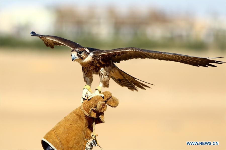 EGIPTO-GIZA-ESPECTACULO DE HALCONES