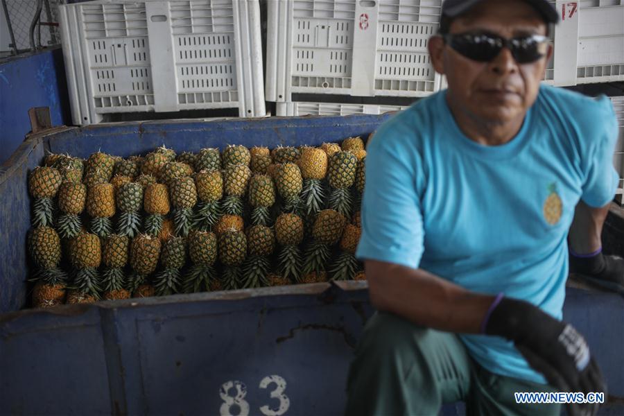 PANAMA-LA CHORRERA-CHINA-PIÑA