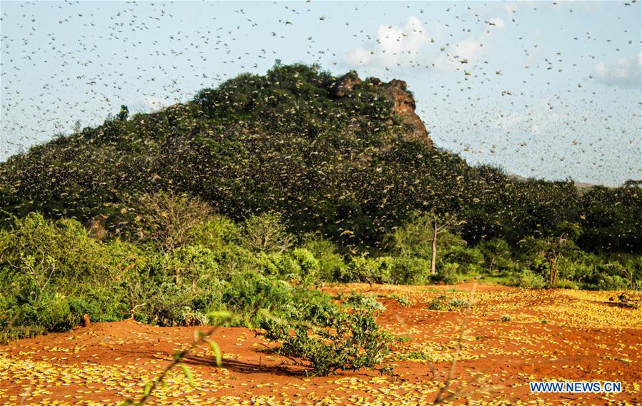 KENIA-INFESTACION DE LANGOSTAS 