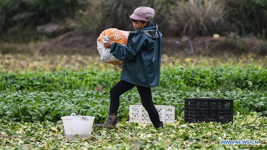 CHINA-GUANGXI-AGRICULTURA DE PRIMAVERA