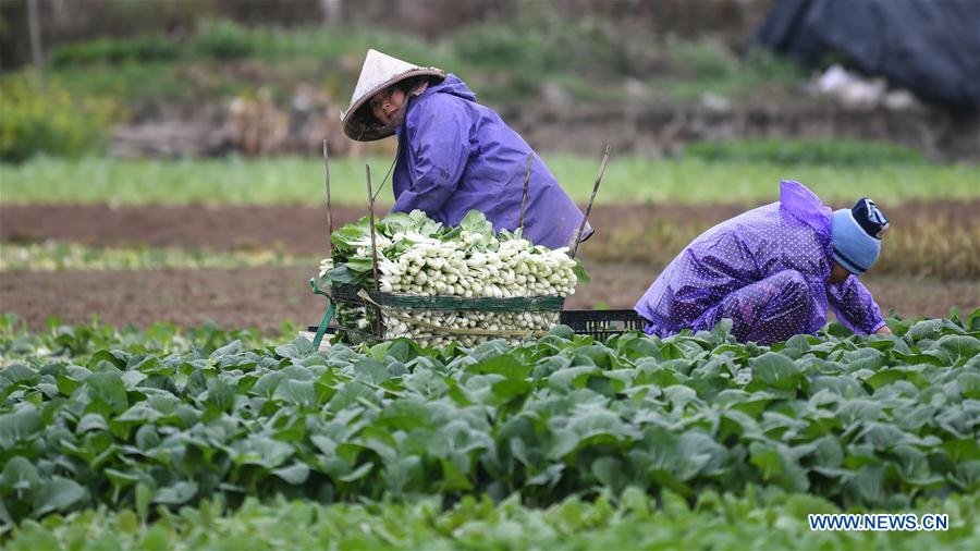 CHINA-GUANGXI-AGRICULTURA DE PRIMAVERA