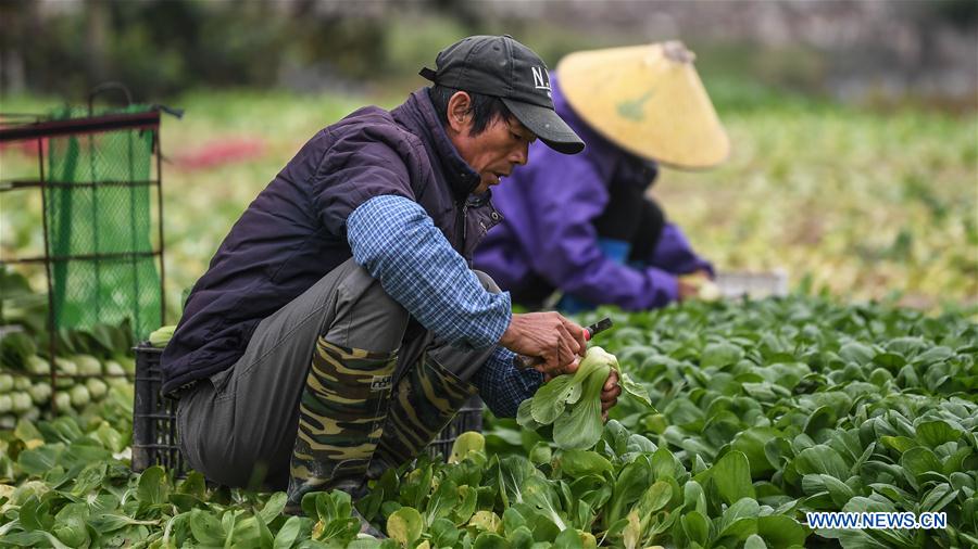 CHINA-GUANGXI-AGRICULTURA DE PRIMAVERA