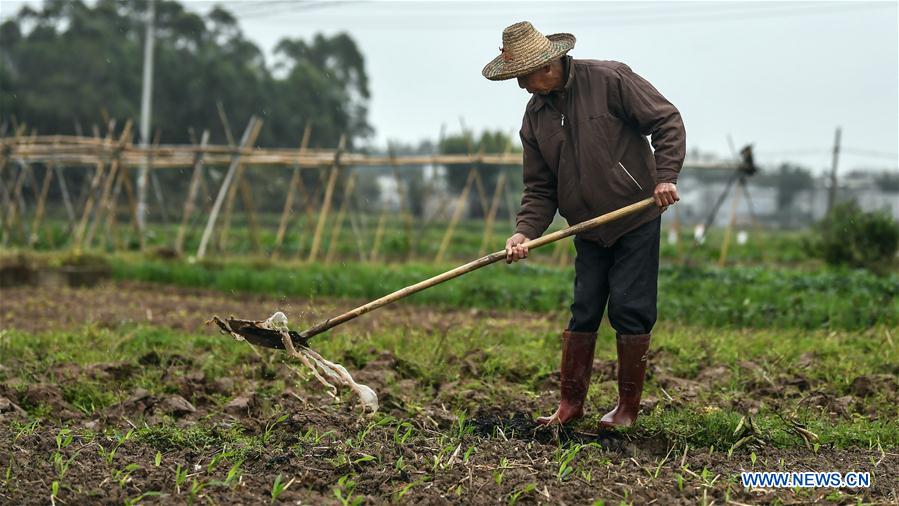 CHINA-GUANGXI-AGRICULTURA DE PRIMAVERA