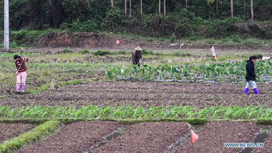 CHINA-GUANGXI-AGRICULTURA DE PRIMAVERA