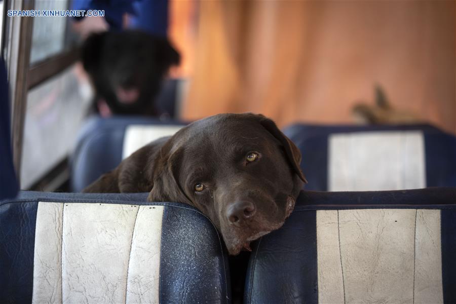 ARGENTINA-BUENOS AIRES-PASEO DE PERROS EN AUTOBUS
