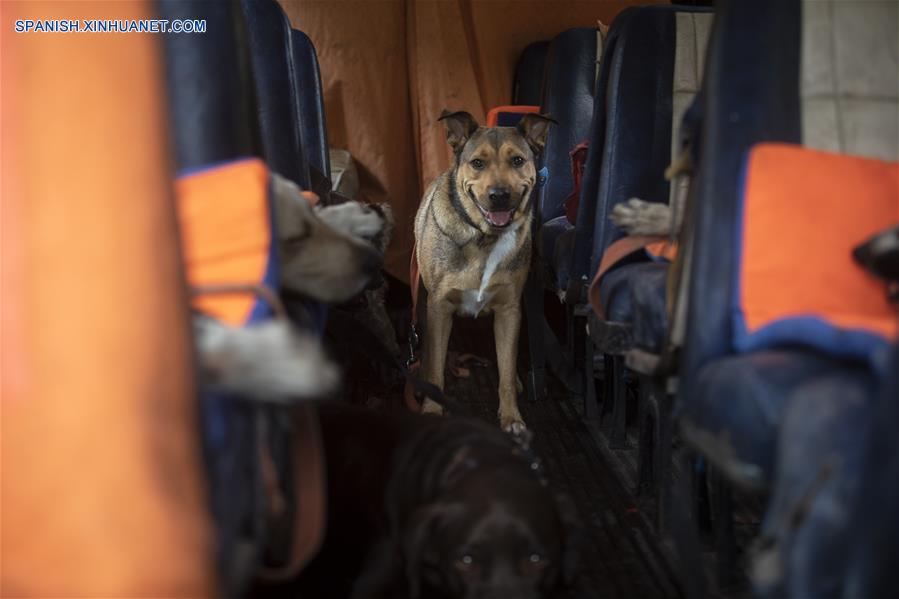 ARGENTINA-BUENOS AIRES-PASEO DE PERROS EN AUTOBUS