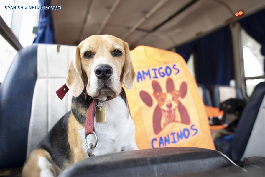 ARGENTINA-BUENOS AIRES-PASEO DE PERROS EN AUTOBUS