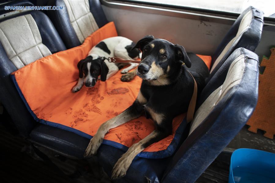 ARGENTINA-BUENOS AIRES-PASEO DE PERROS EN AUTOBUS